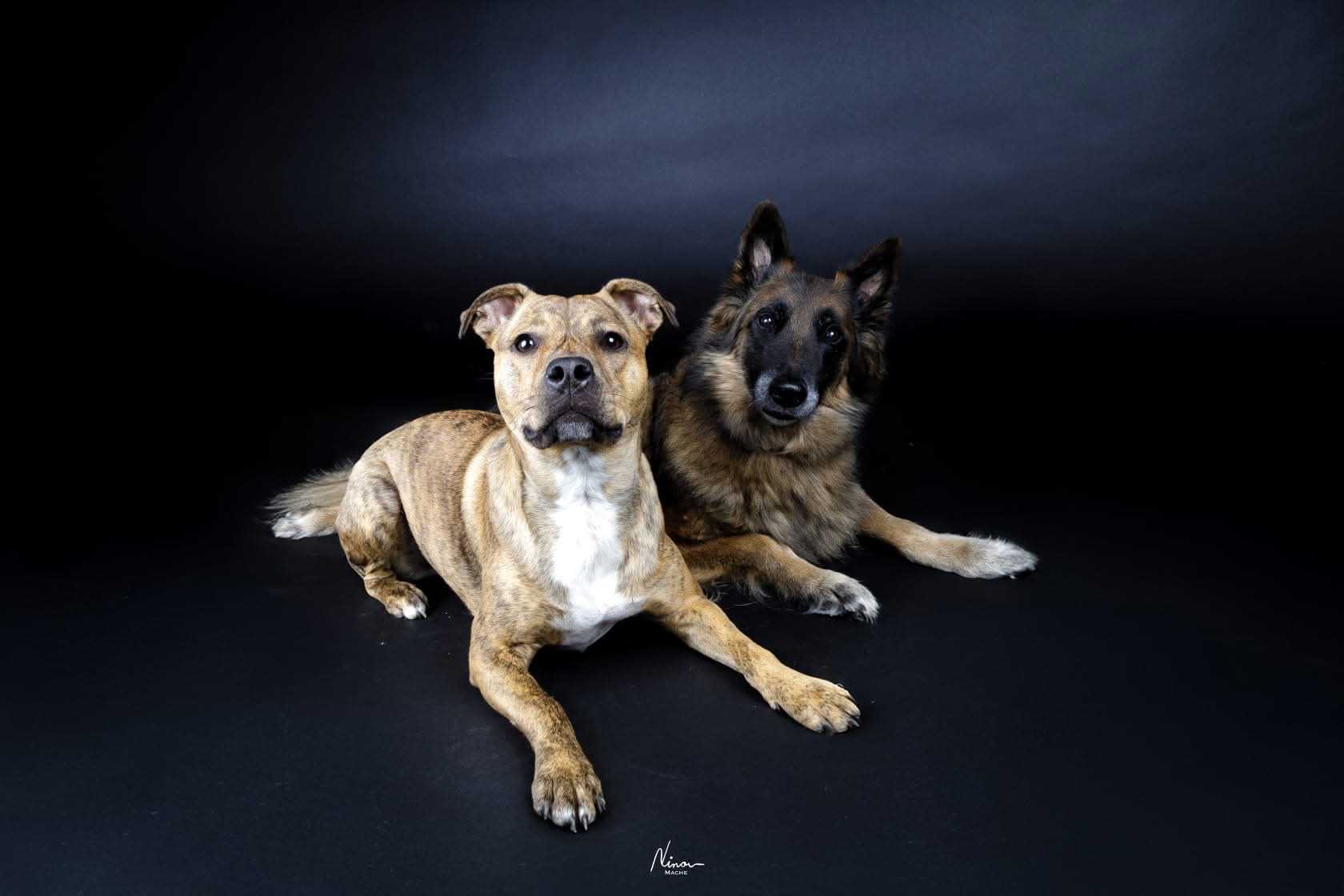 Elodie Taillieu avec des chiens